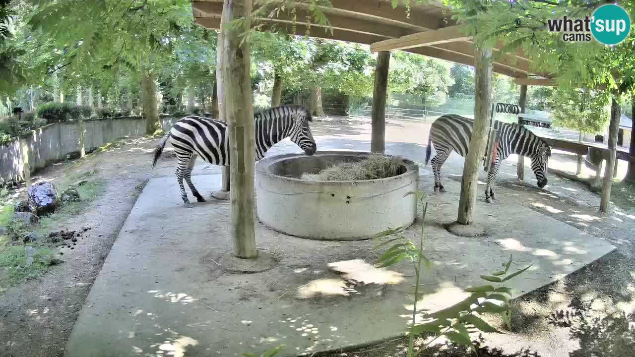 Live webcam Les zèbres in Ljubljana ZOO – Slovénie