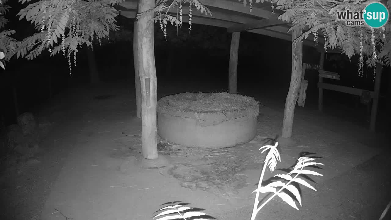 Zebre v živo v živalskem vrtu Ljubljana ZOO spletne kamere