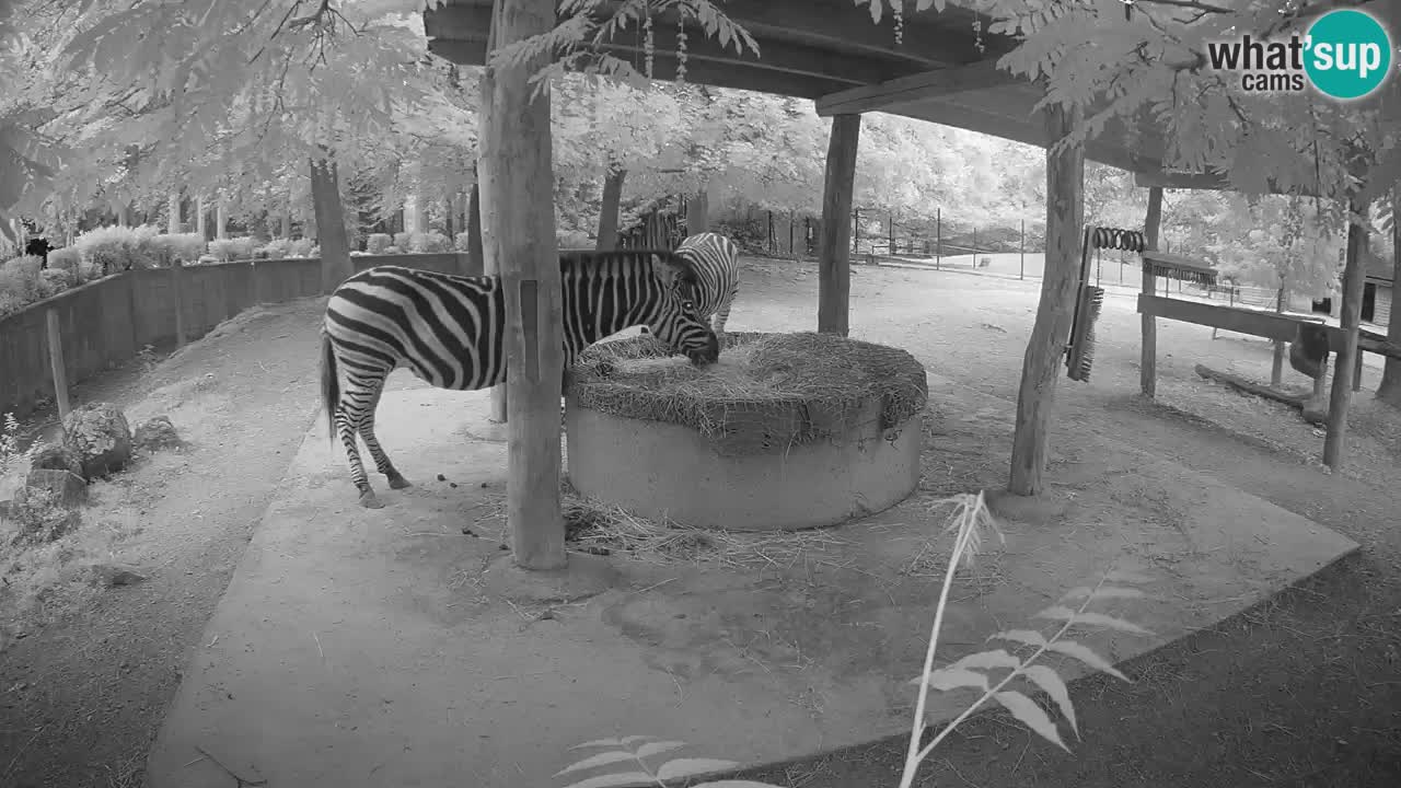 Camera en vivo Cebras in Ljubljana ZOO – Eslovenia