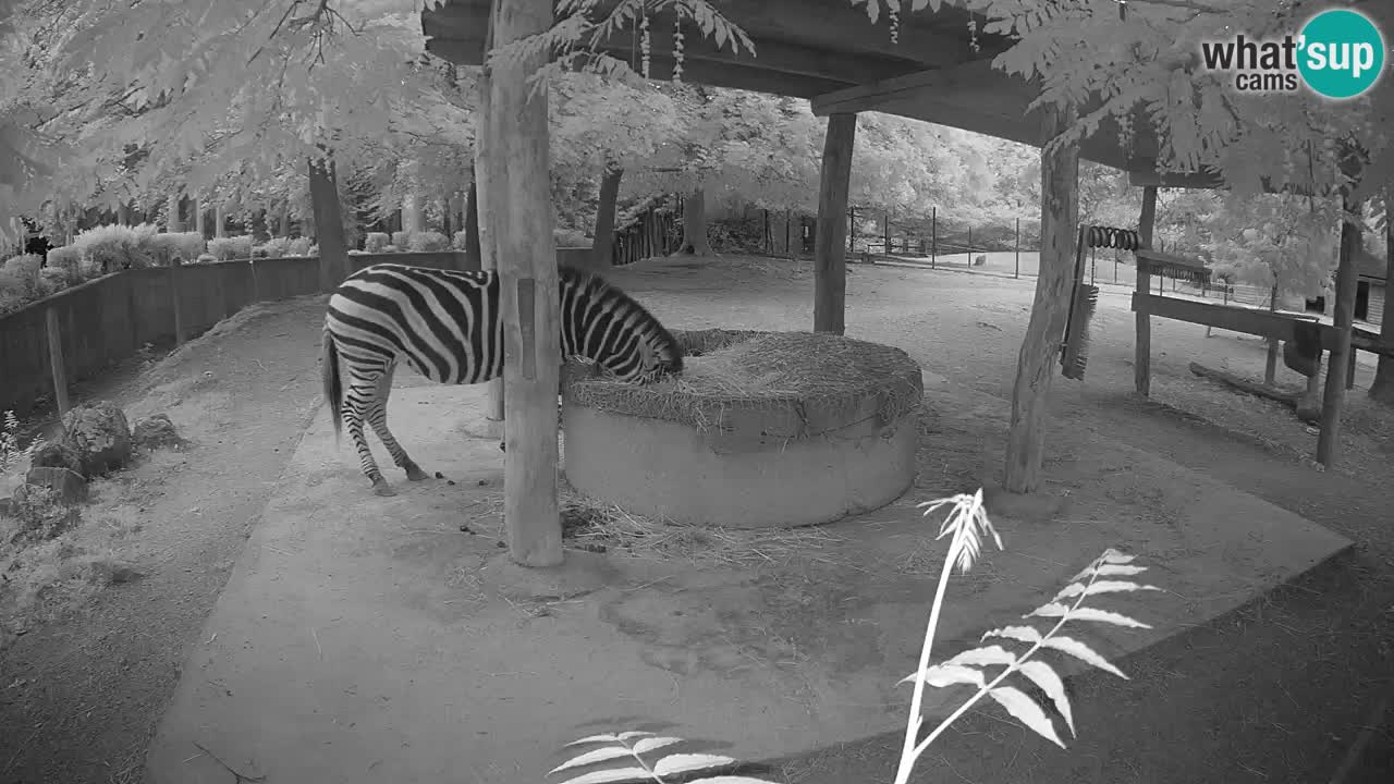 Le Zebre nello ZOO di Ljubljana – Slovenia Live webcam