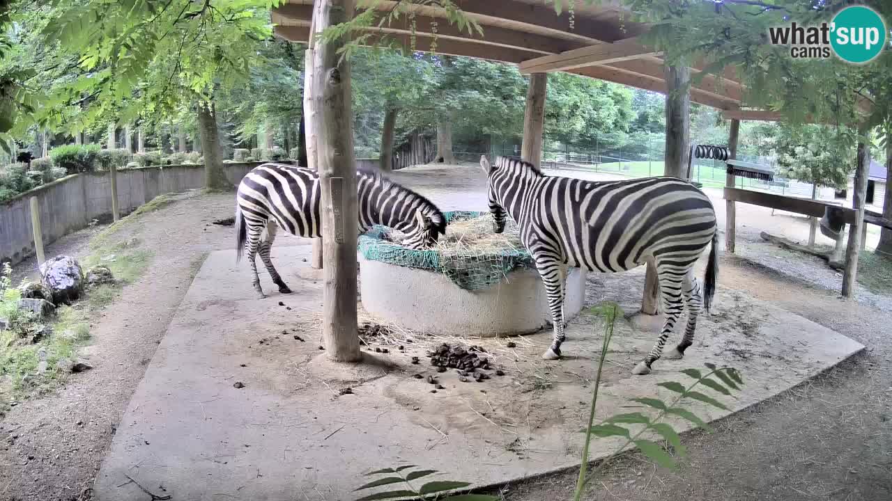 Zebre v živo v živalskem vrtu Ljubljana ZOO spletne kamere