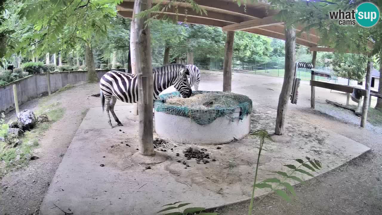 Web kamera uživo Zebras u ZOO Ljubljana – Slovenija