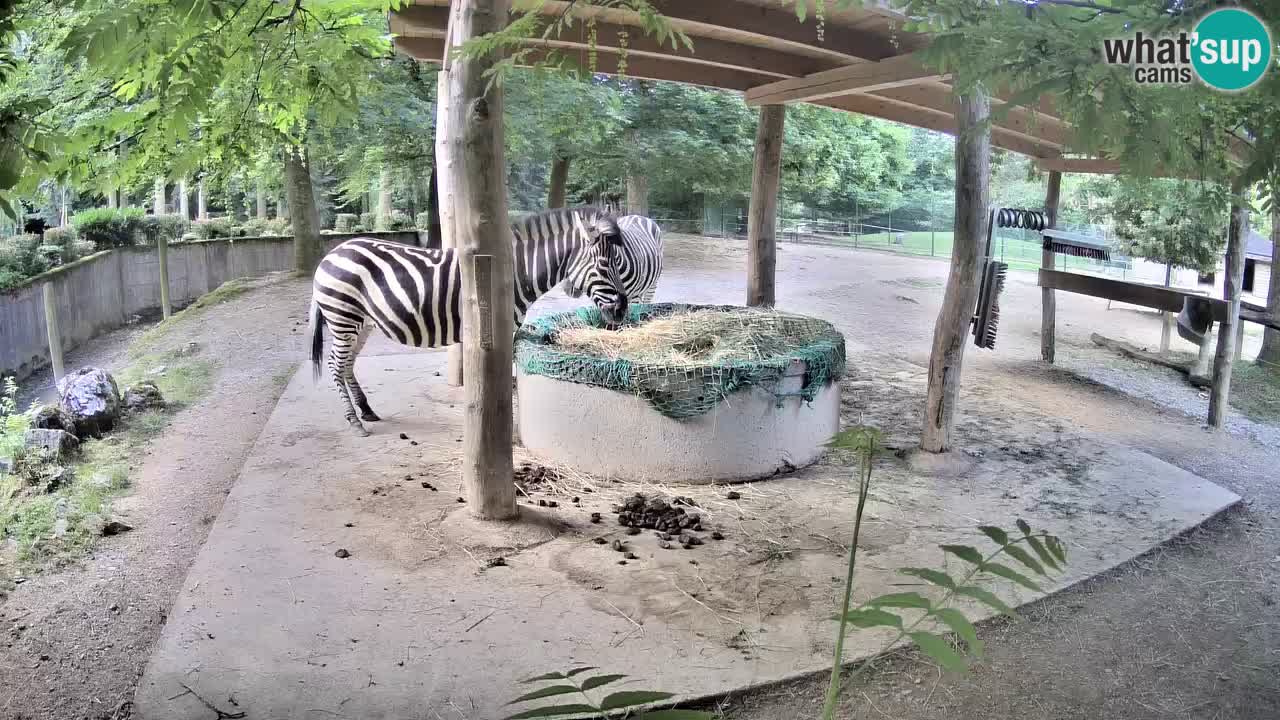Camera en vivo Cebras in Ljubljana ZOO – Eslovenia