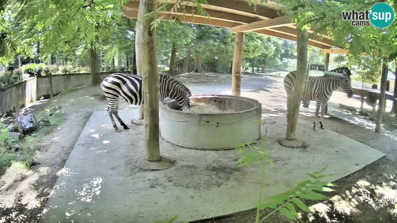 Le Zebre nello ZOO di Ljubljana – Slovenia Live webcam