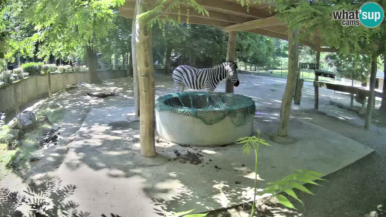 Web kamera uživo Zebras u ZOO Ljubljana – Slovenija