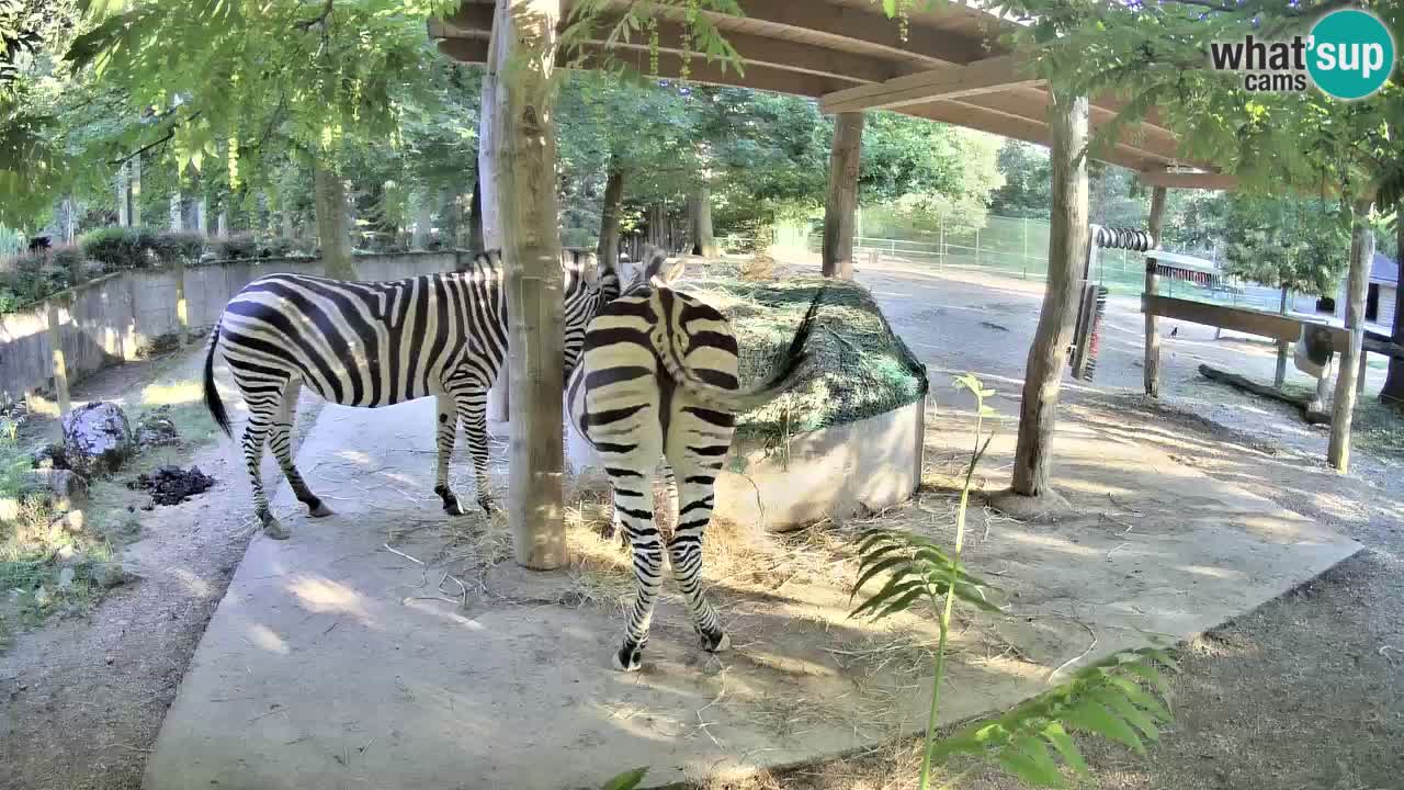 Zebre v živo v živalskem vrtu Ljubljana ZOO spletne kamere