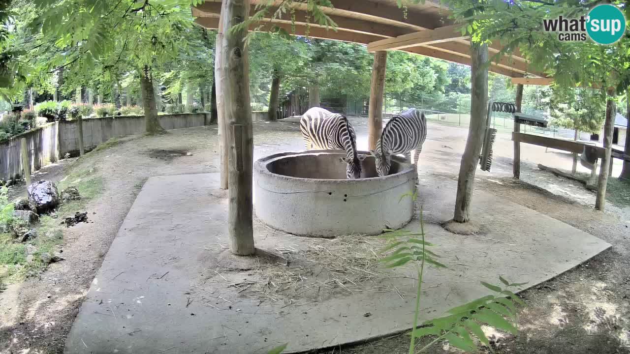Le Zebre nello ZOO di Ljubljana – Slovenia Live webcam