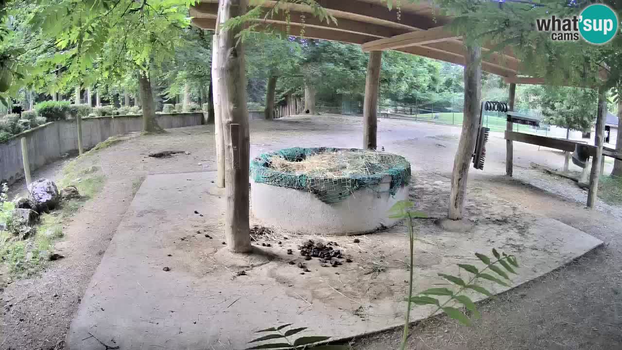 Web kamera uživo Zebras u ZOO Ljubljana – Slovenija