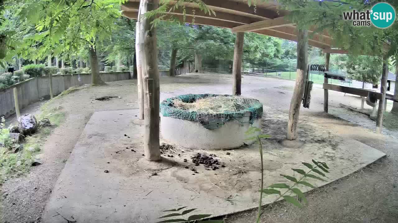 Camera en vivo Cebras in Ljubljana ZOO – Eslovenia