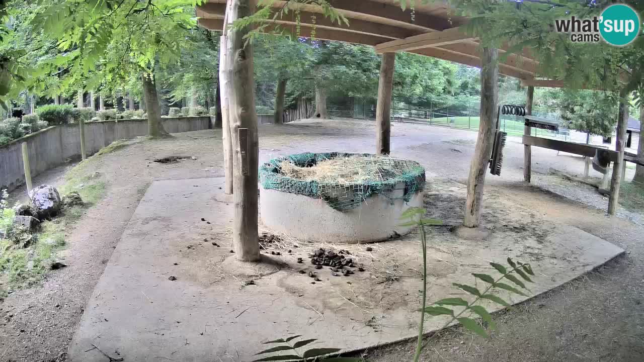 Camera en vivo Cebras in Ljubljana ZOO – Eslovenia