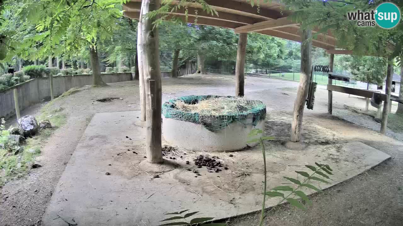 Camera en vivo Cebras in Ljubljana ZOO – Eslovenia