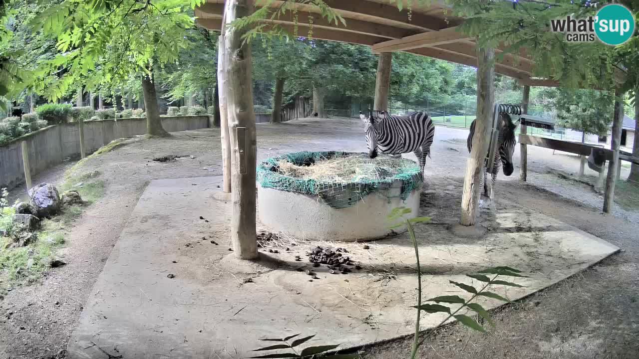 Web kamera uživo Zebras u ZOO Ljubljana – Slovenija