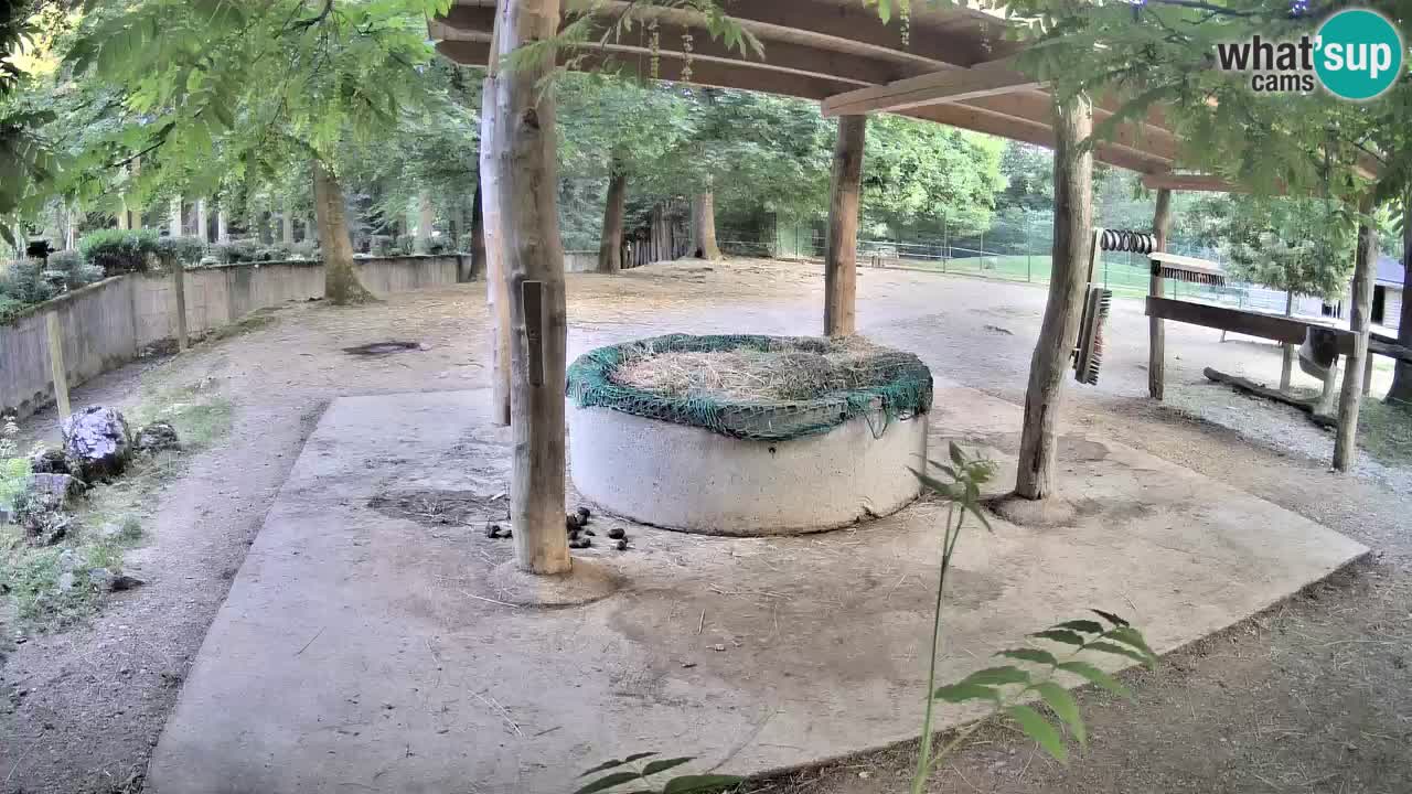 Live webcam Zebras in Ljubljana ZOO – Slovenia