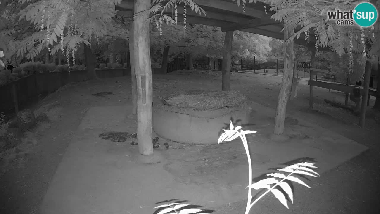 Le Zebre nello ZOO di Ljubljana – Slovenia Live webcam