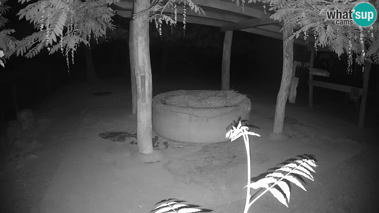 Le Zebre nello ZOO di Ljubljana – Slovenia Live webcam
