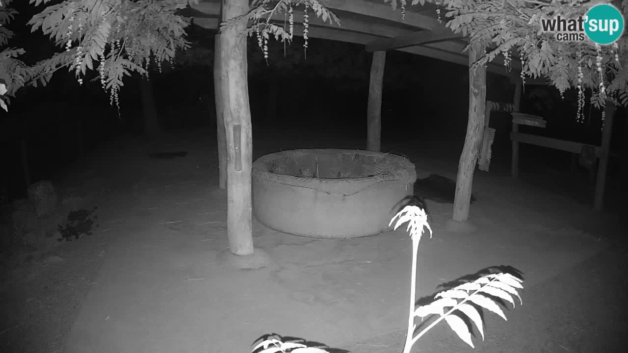 Live webcam Zebras in Ljubljana ZOO – Slovenia