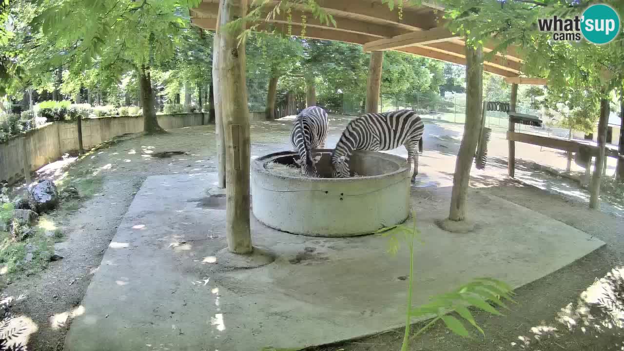 Web kamera uživo Zebras u ZOO Ljubljana – Slovenija