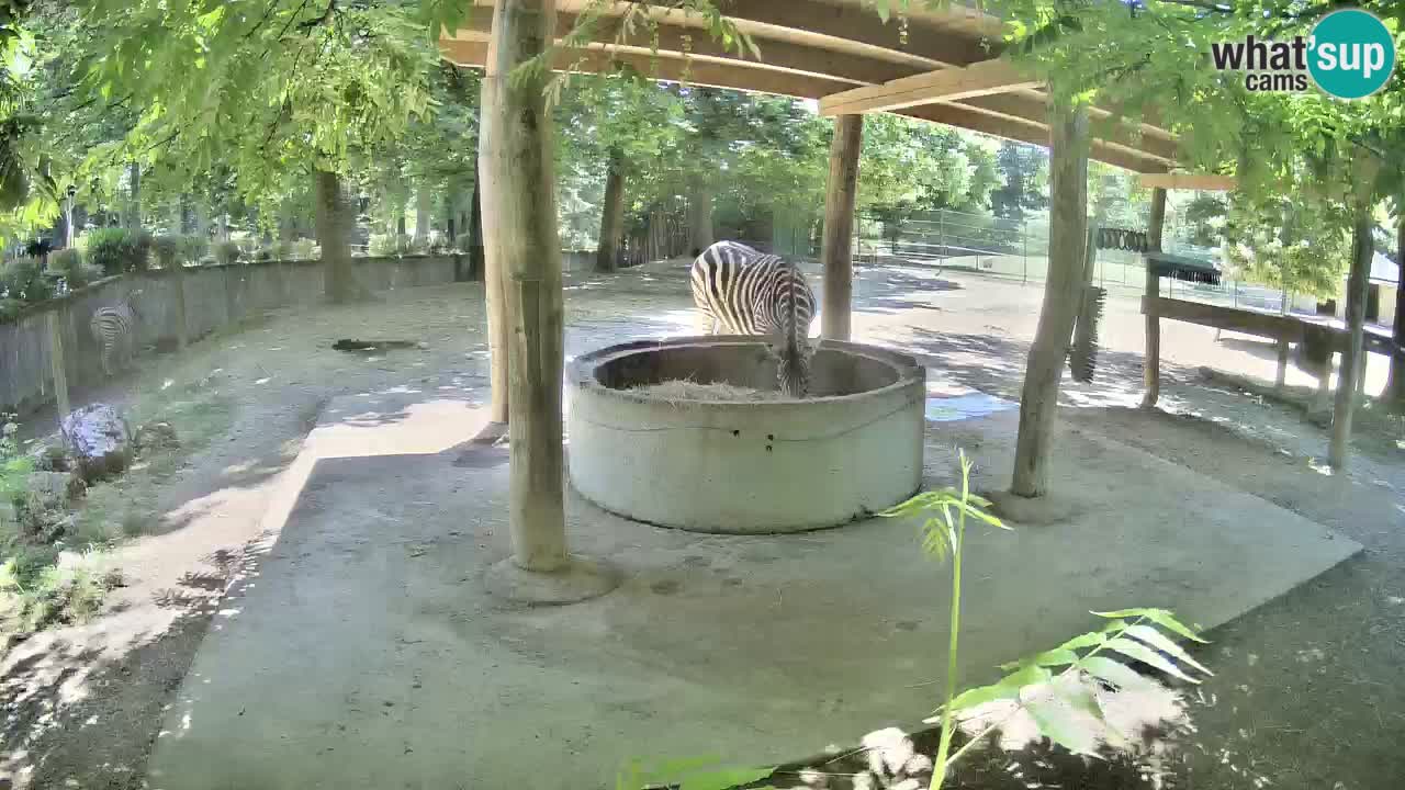 Web kamera uživo Zebras u ZOO Ljubljana – Slovenija