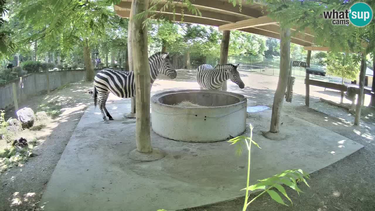 Zebre v živo v živalskem vrtu Ljubljana ZOO spletne kamere