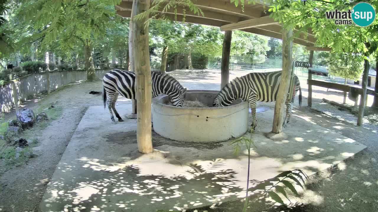 Zebre v živo v živalskem vrtu Ljubljana ZOO spletne kamere