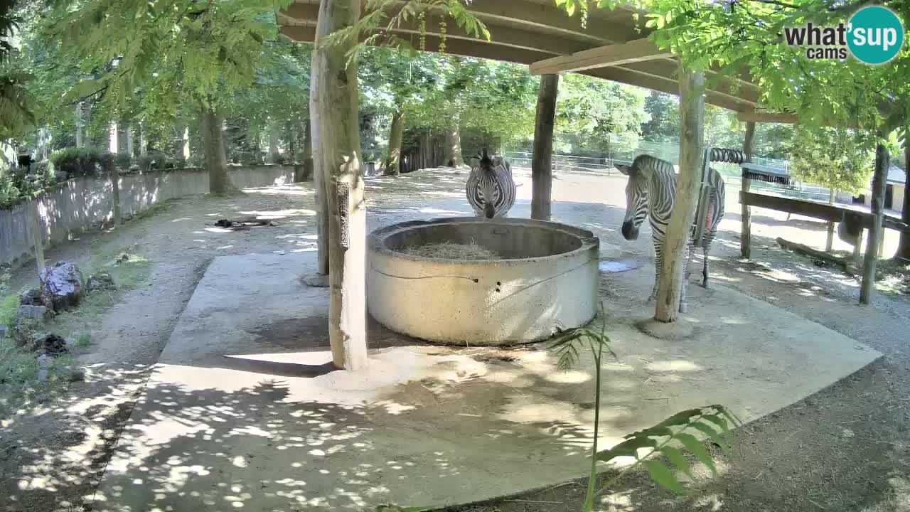 Live webcam Les zèbres in Ljubljana ZOO – Slovénie