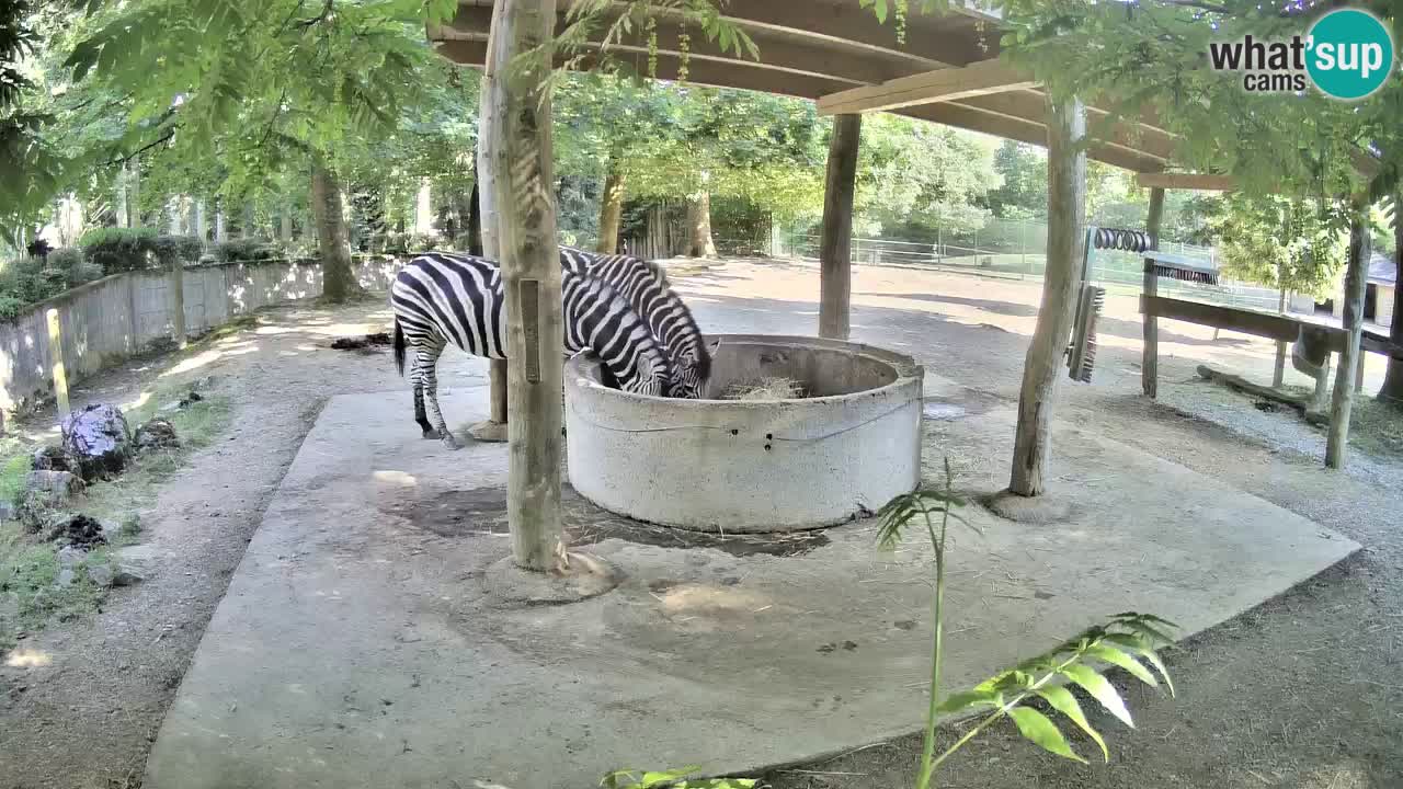 Zebre v živo v živalskem vrtu Ljubljana ZOO spletne kamere