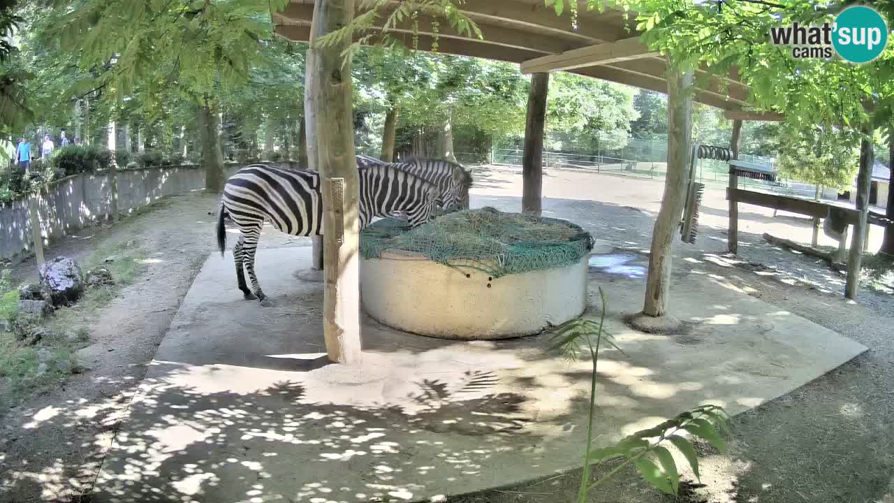 Live webcam Les zèbres in Ljubljana ZOO – Slovénie