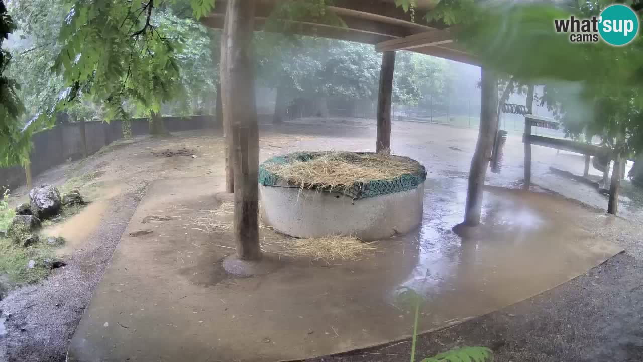 Live webcam Les zèbres in Ljubljana ZOO – Slovénie