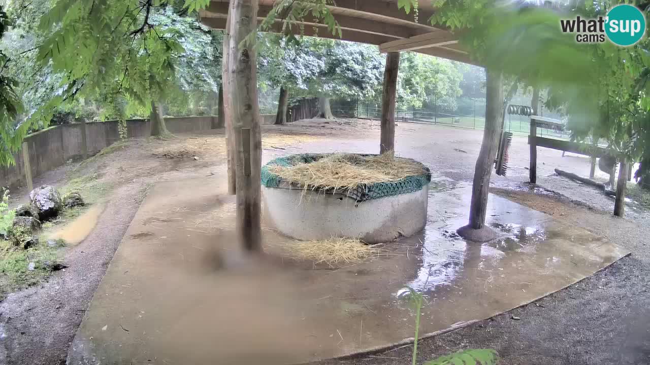 Live Webcam Zebras in Ljubljana ZOO – Slowenien