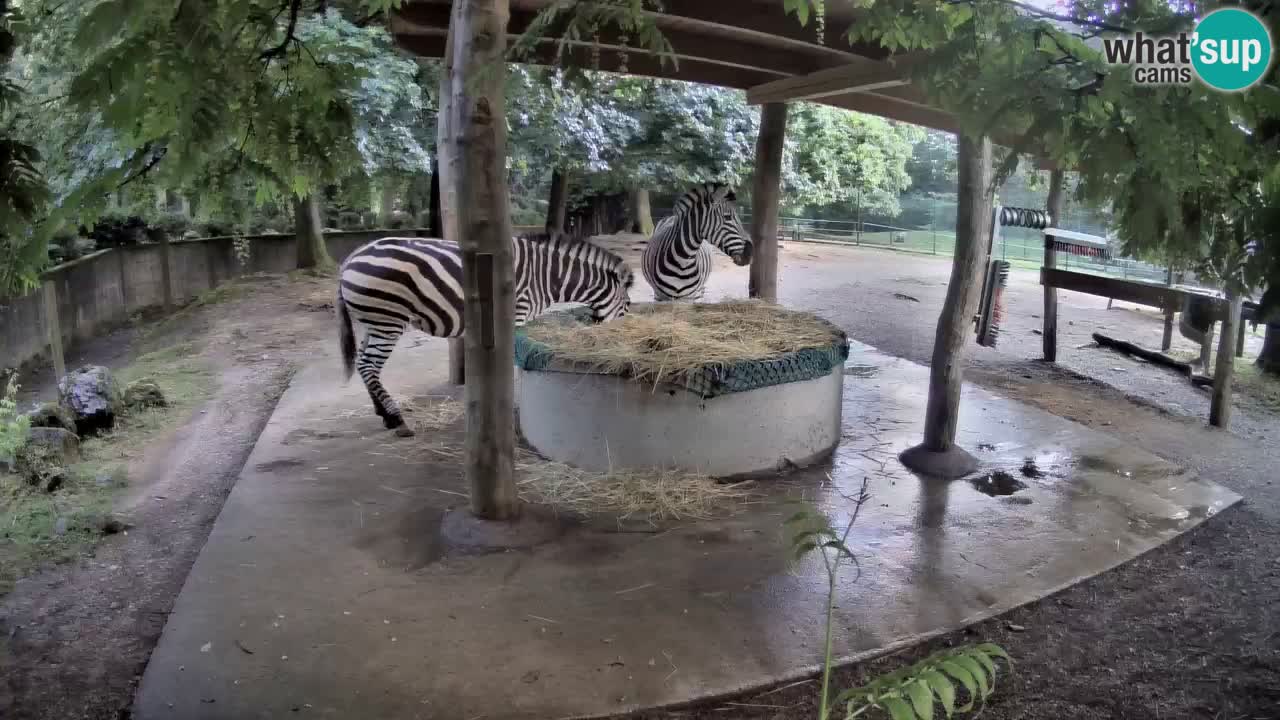 Live Webcam Zebras in Ljubljana ZOO – Slowenien