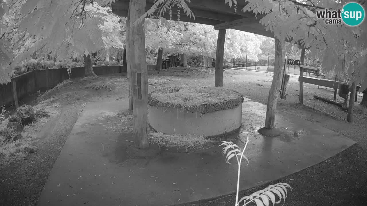 Live Webcam Zebras in Ljubljana ZOO – Slowenien