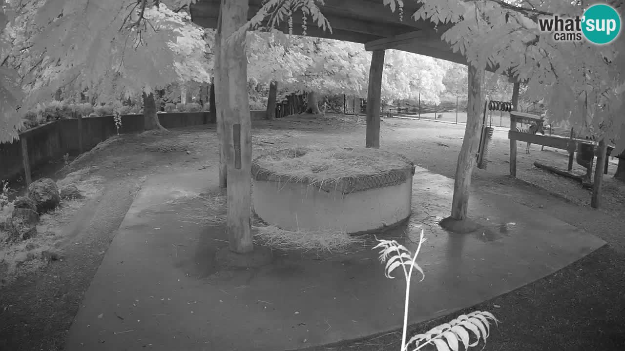 Live webcam Zebras in Ljubljana ZOO – Slovenia