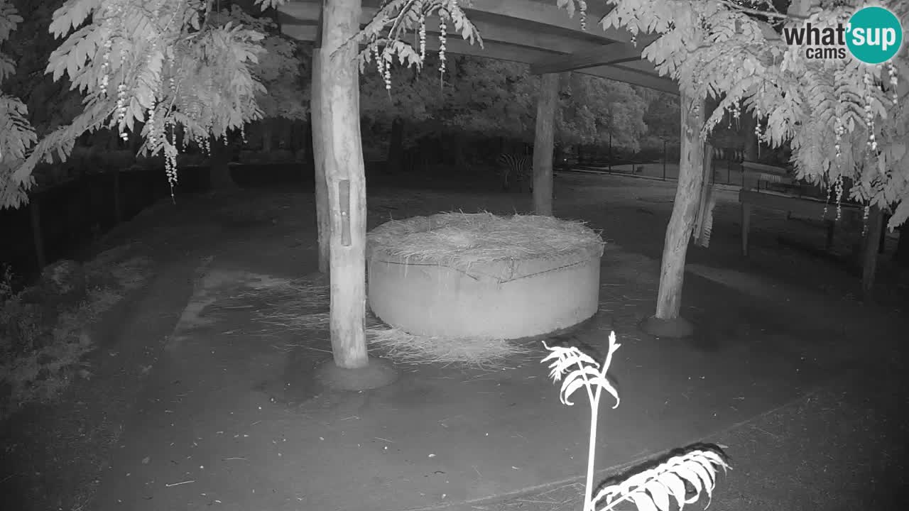 Live Webcam Zebras in Ljubljana ZOO – Slowenien