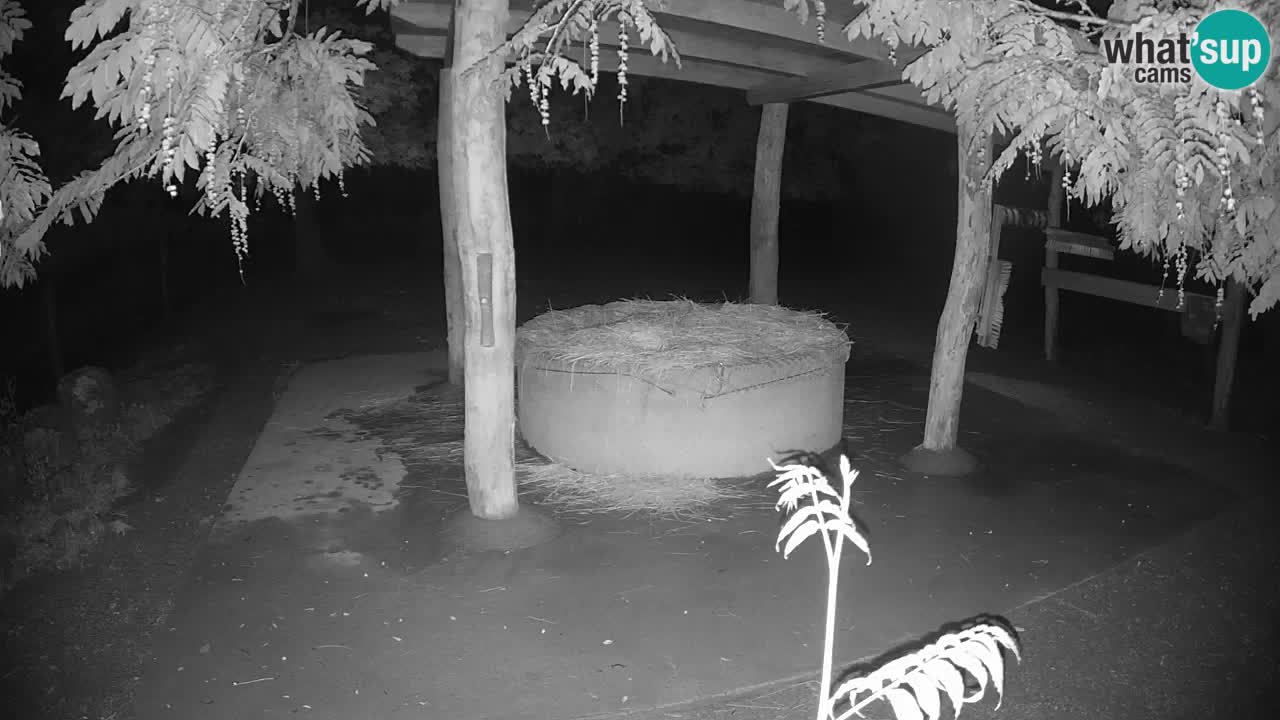 Live webcam Zebras in Ljubljana ZOO – Slovenia