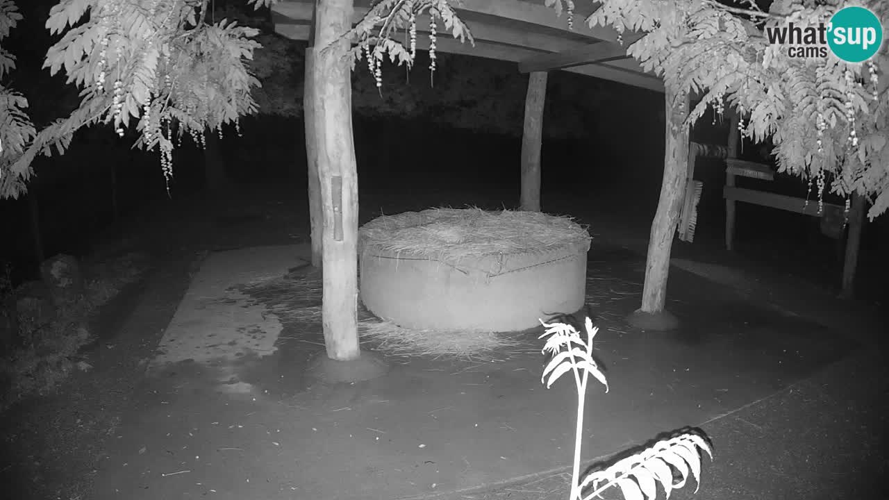 Live webcam Zebras in Ljubljana ZOO – Slovenia