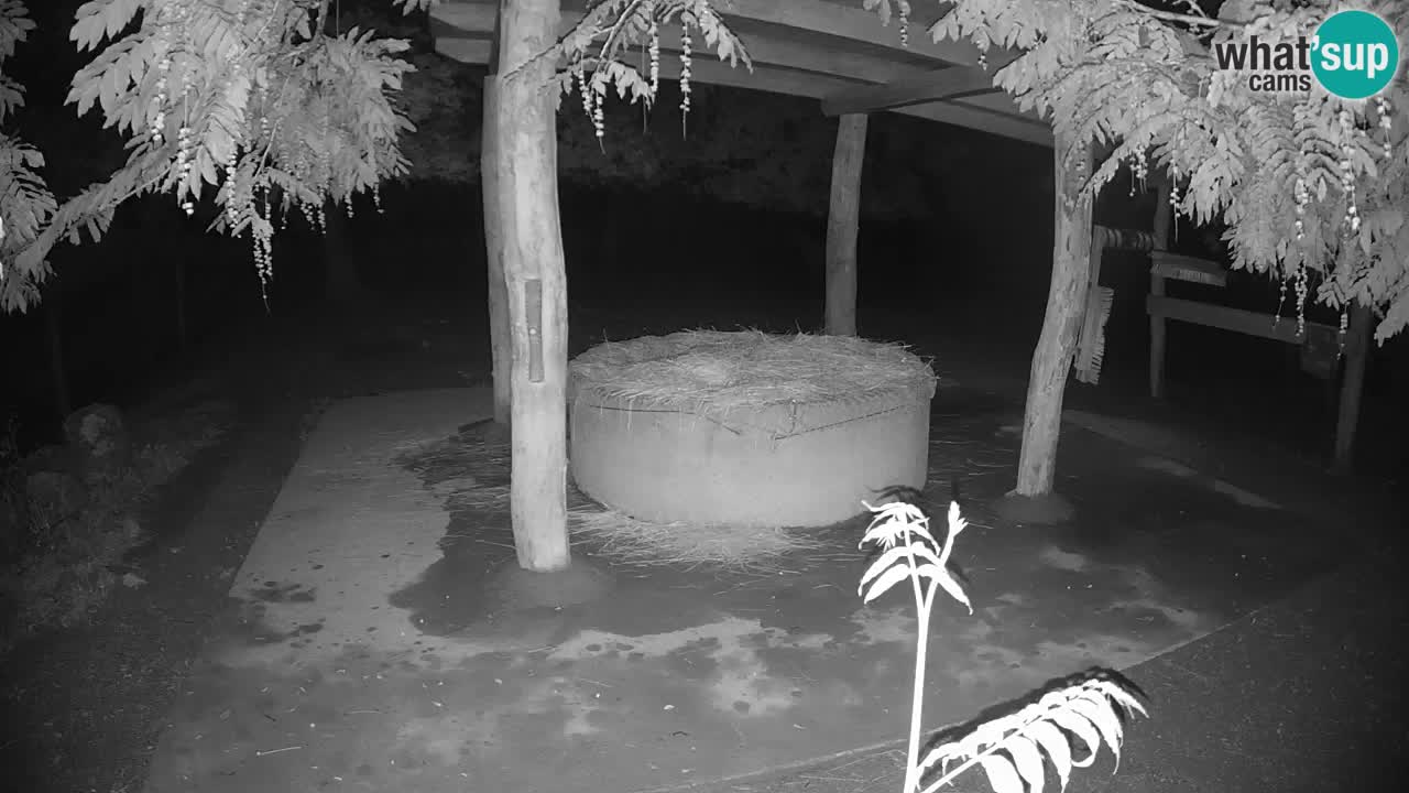 Live Webcam Zebras in Ljubljana ZOO – Slowenien