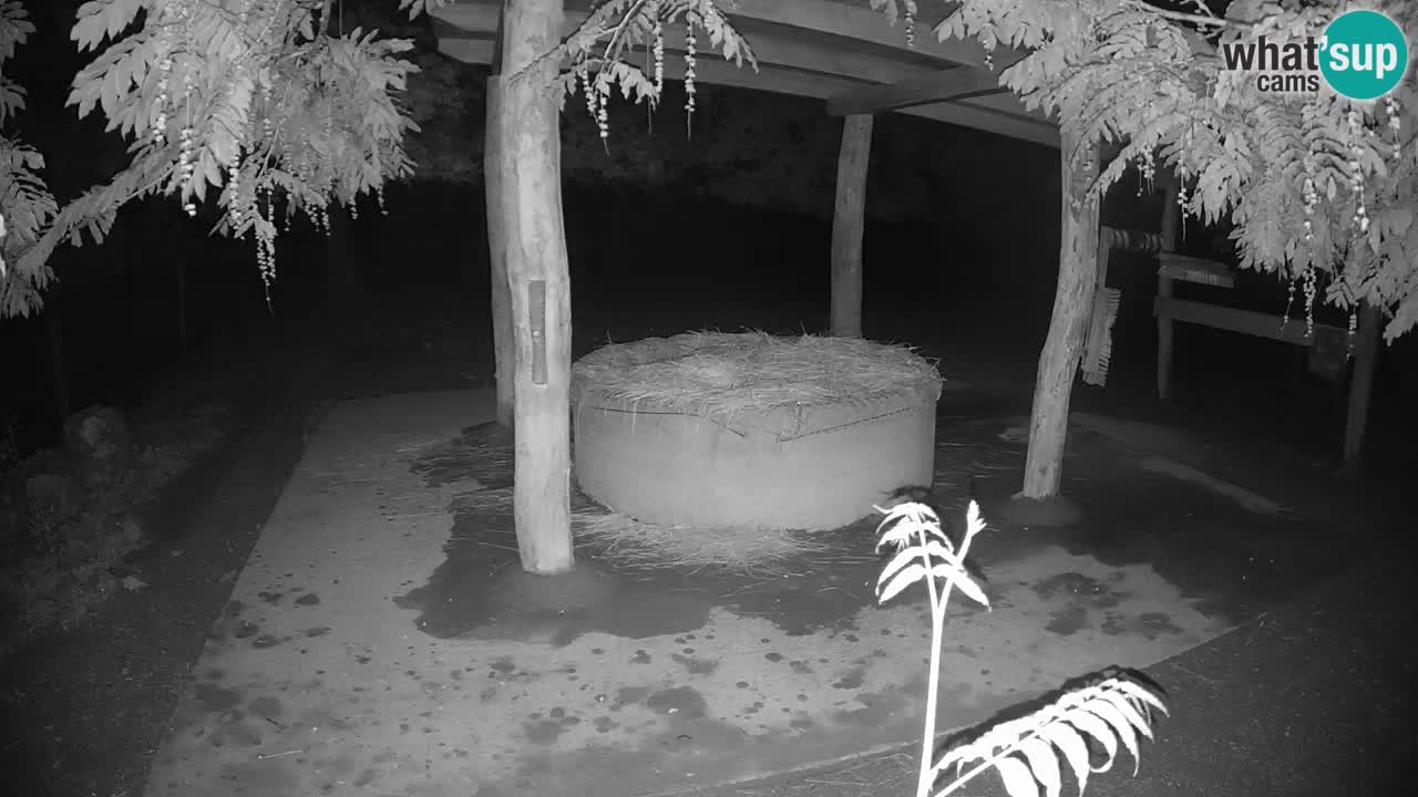 Camera en vivo Cebras in Ljubljana ZOO – Eslovenia