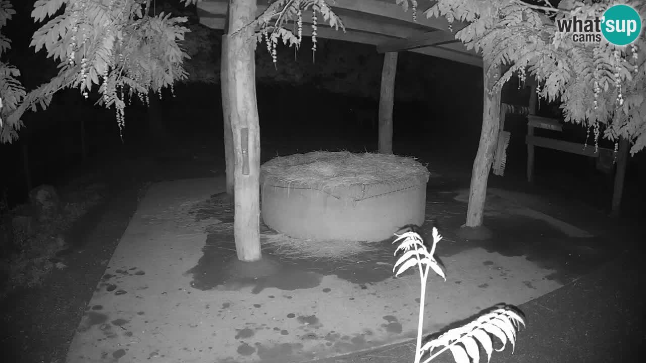 Camera en vivo Cebras in Ljubljana ZOO – Eslovenia