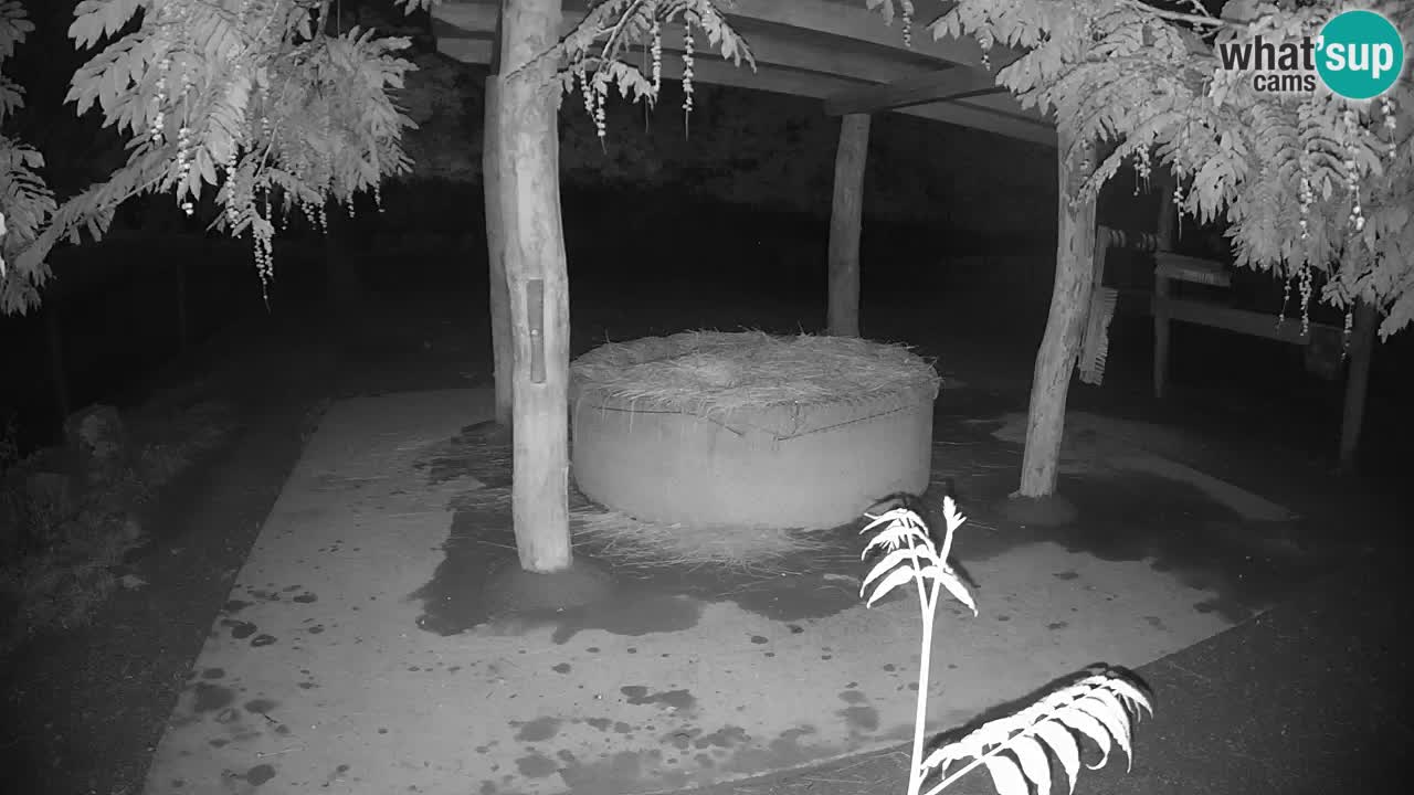 Zebre v živo v živalskem vrtu Ljubljana ZOO spletne kamere