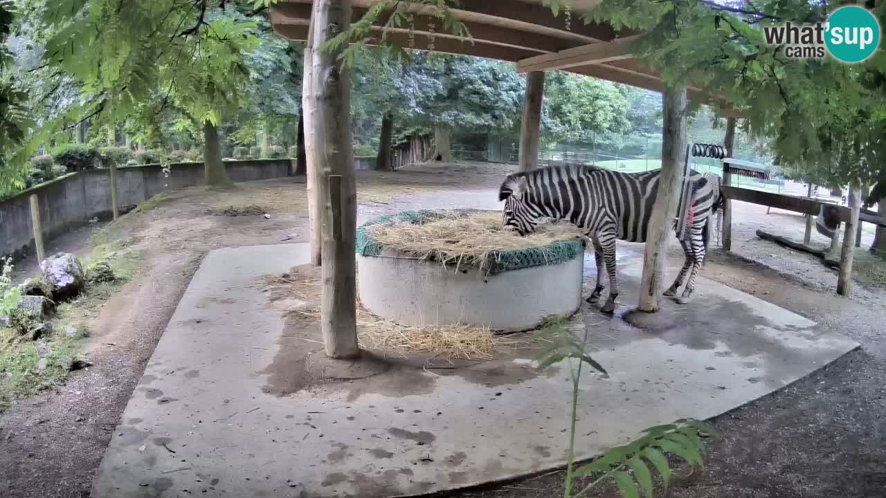 Zebre v živo v živalskem vrtu Ljubljana ZOO spletne kamere