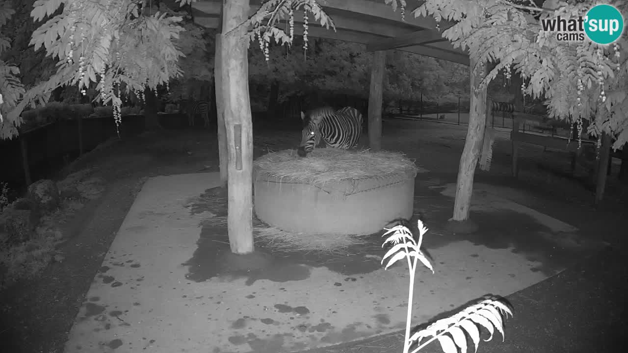 Camera en vivo Cebras in Ljubljana ZOO – Eslovenia