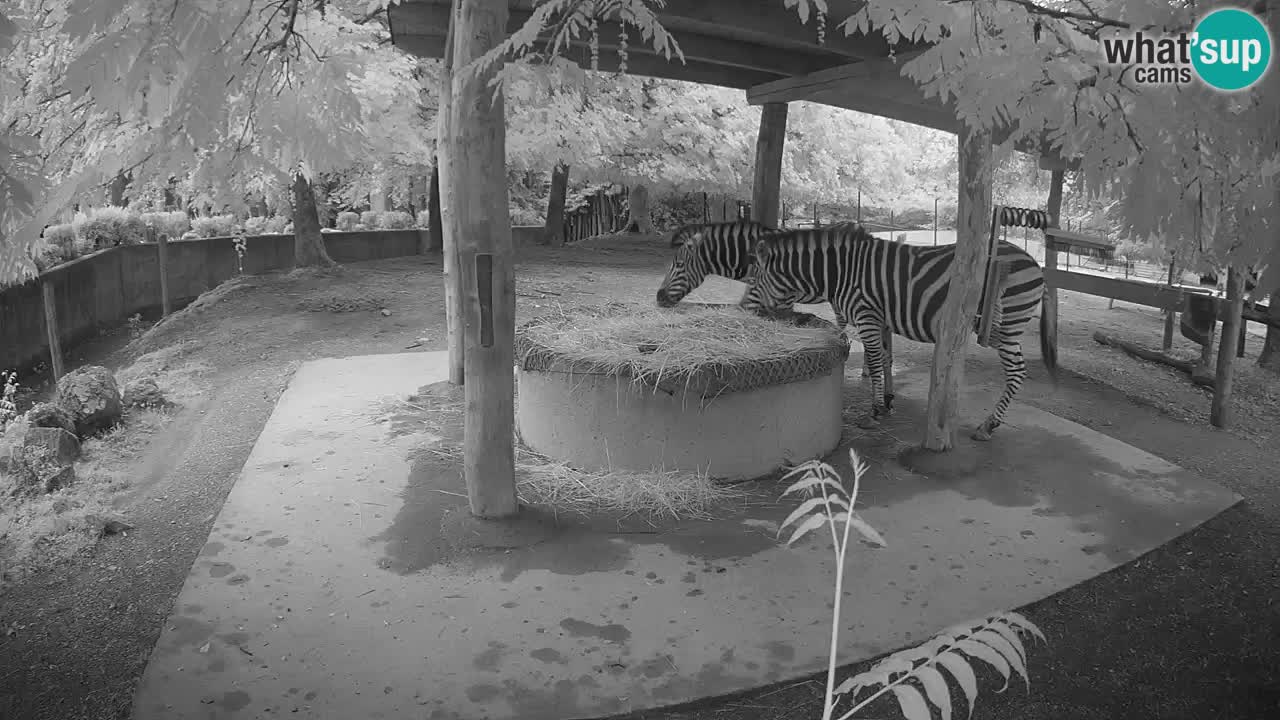 Le Zebre nello ZOO di Ljubljana – Slovenia Live webcam