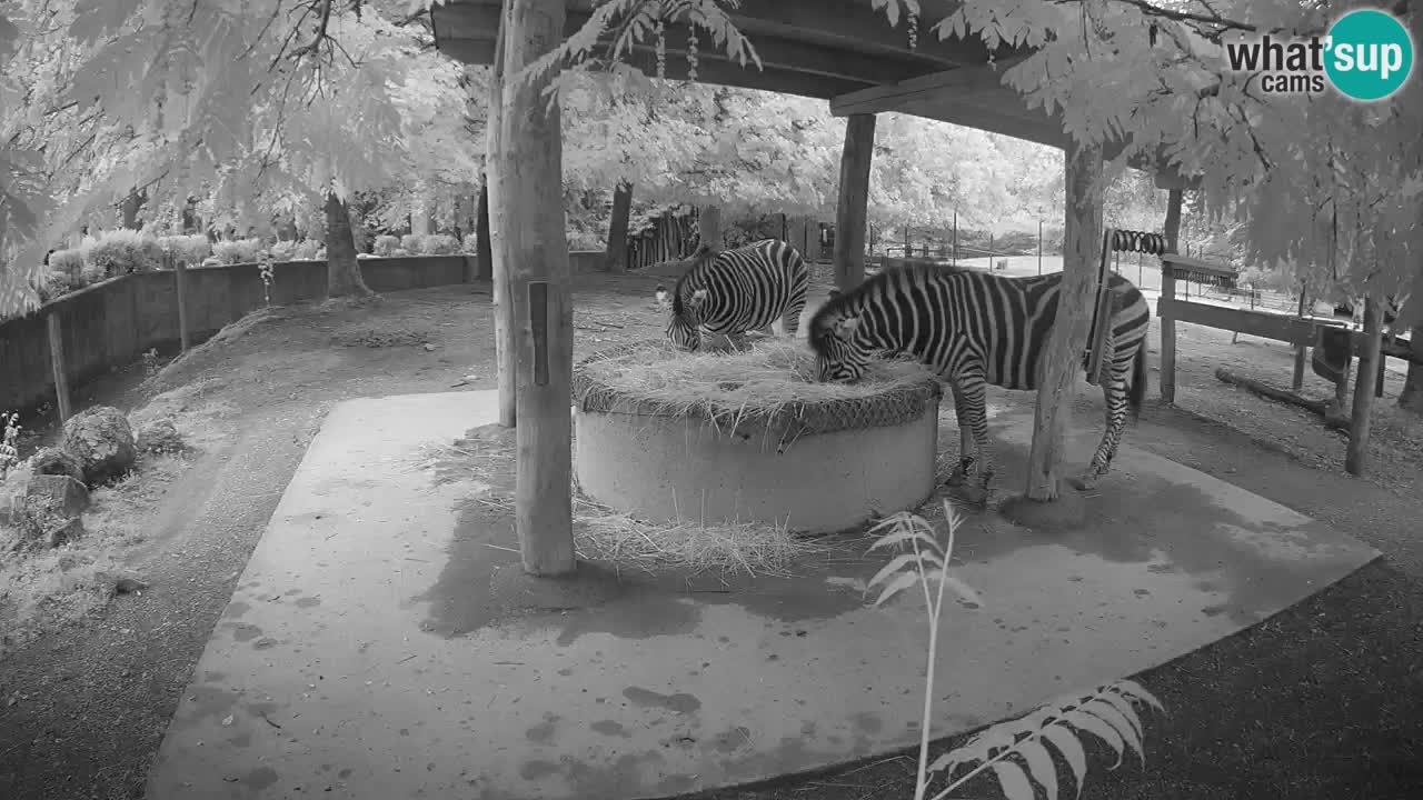 Camera en vivo Cebras in Ljubljana ZOO – Eslovenia