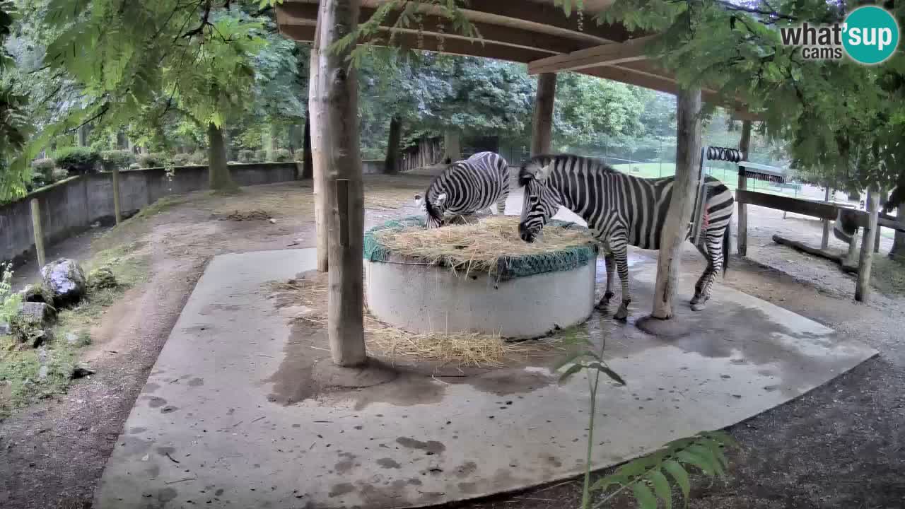 Zebre v živo v živalskem vrtu Ljubljana ZOO spletne kamere