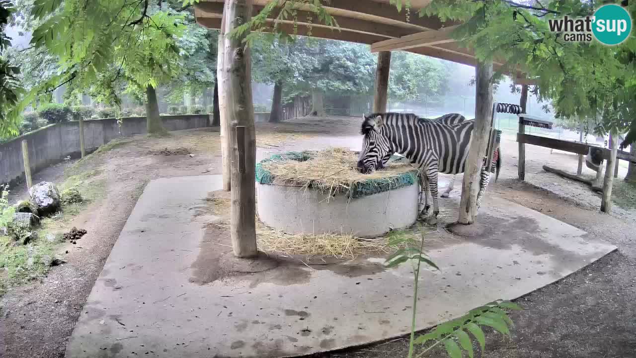Camera en vivo Cebras in Ljubljana ZOO – Eslovenia