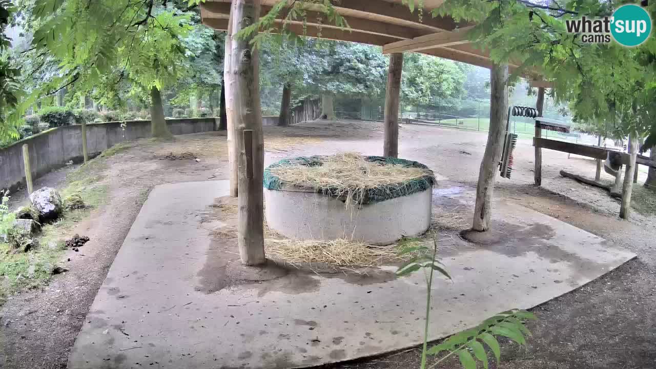 Zebre v živo v živalskem vrtu Ljubljana ZOO spletne kamere