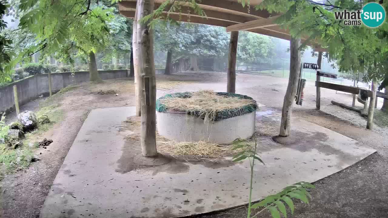 Zebre v živo v živalskem vrtu Ljubljana ZOO spletne kamere