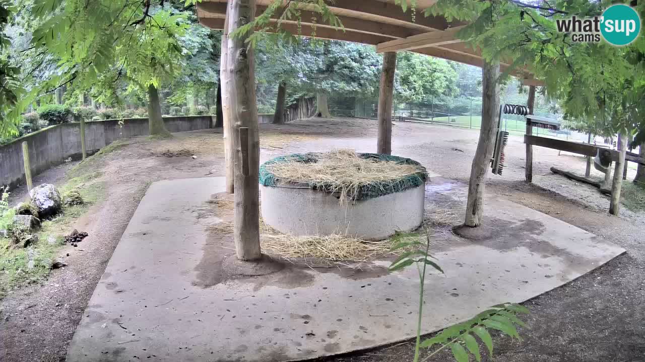 Live webcam Les zèbres in Ljubljana ZOO – Slovénie