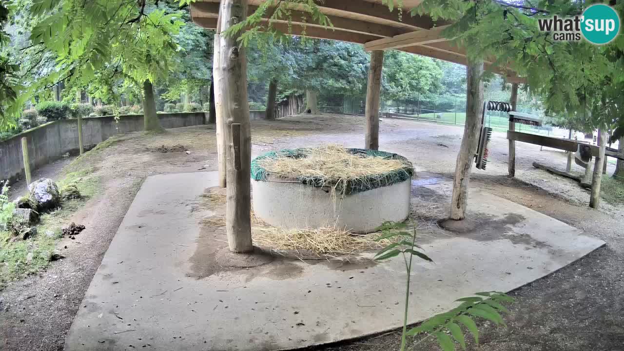 Web kamera uživo Zebras u ZOO Ljubljana – Slovenija
