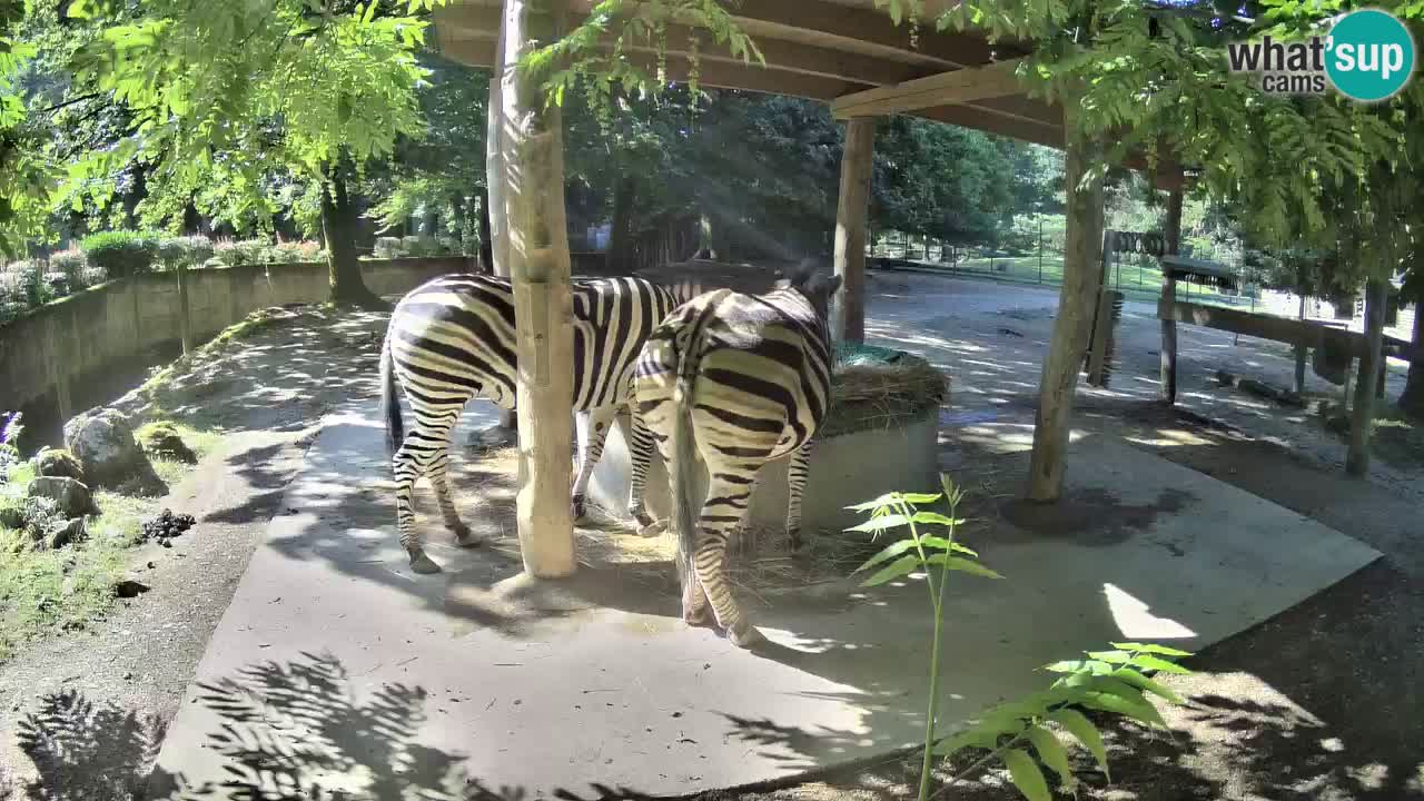 Zebre v živo v živalskem vrtu Ljubljana ZOO spletne kamere
